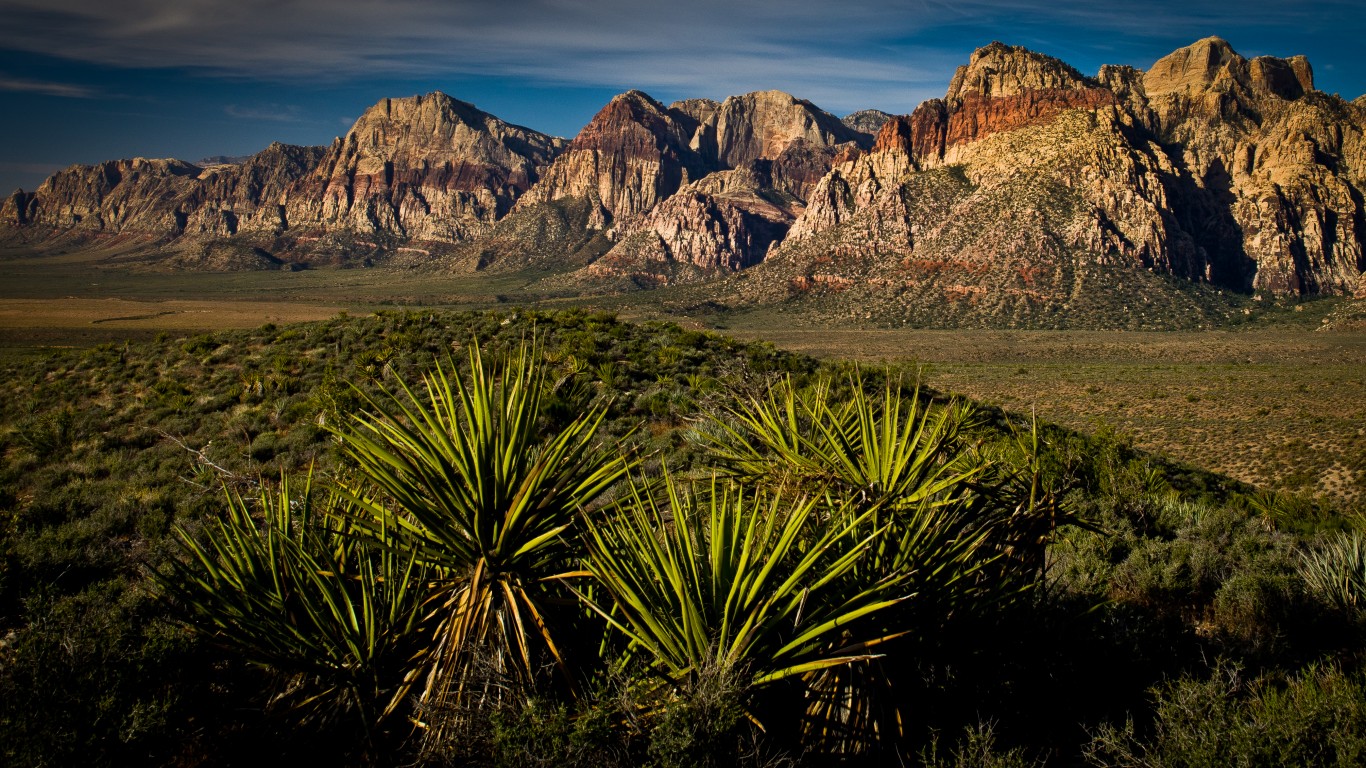 Yucca Management - Desert King is able to meet the growing need for the ...