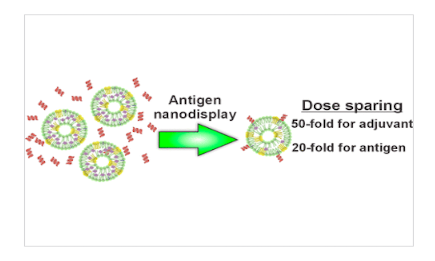 Song, Y., et al. 50-Fold Adjuvant and 20-Fold Antigen Vaccine Dose Sparing from Nanoliposome Display of a Stabilized Malarial Protein Antigen. Song, Y., et al. 50-Fold Adjuvant and 20-Fold Antigen Vaccine Dose Sparing from Nanoliposome Display of a Stabilized Malarial Protein Antigen.