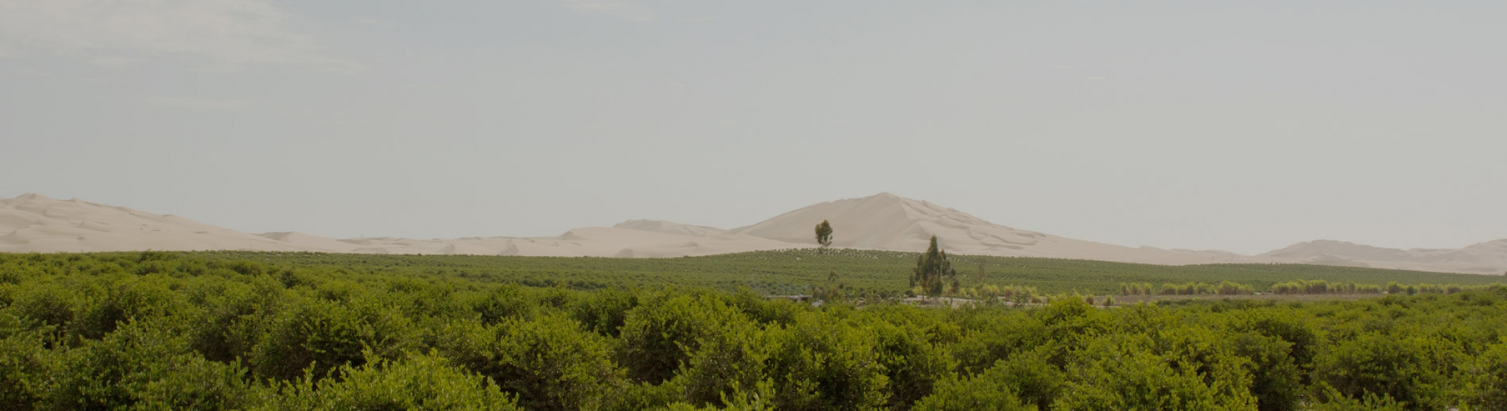 Desert King International Special Desert King